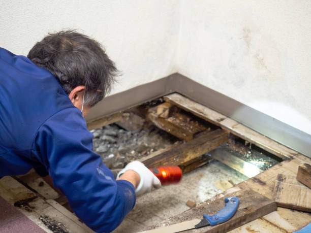 Best Mold Damage Repair  in Lexington, WA