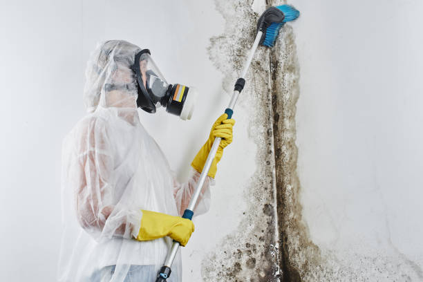 Best Mold Removal Process  in Lexington, WA