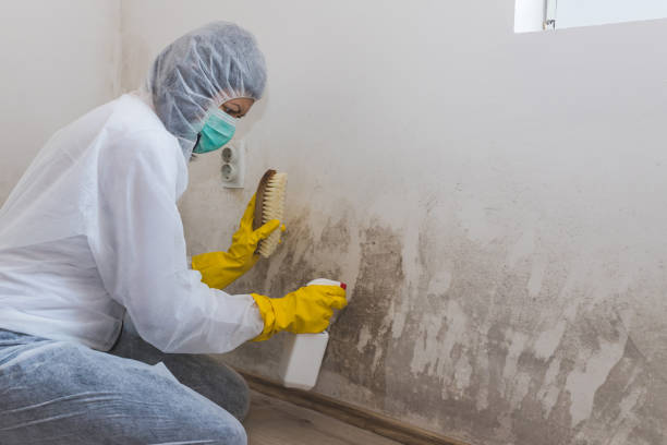 Mold Removal Process in Lexington, WA