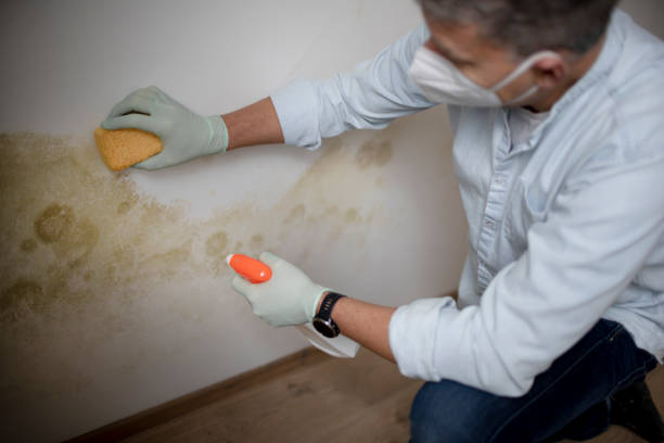 Best Office Mold Removal Services  in Lexington, WA