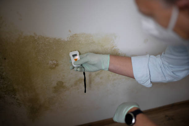 Best Best Mold Removal Companies  in Lexington, WA