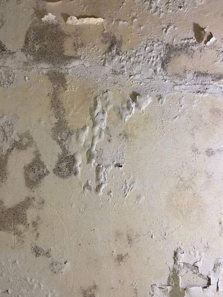 Best Local Mold Removal Service  in Lexington, WA