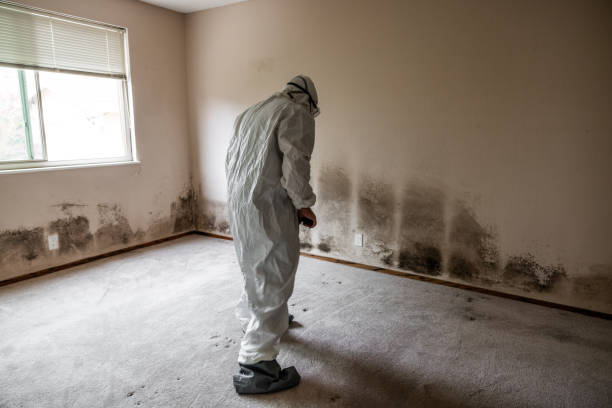 Best Mold Removal and Inspection  in Lexington, WA