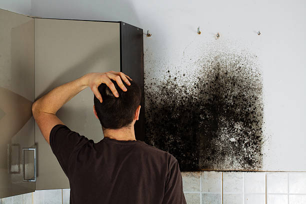 Best Mold Remediation  in Lexington, WA