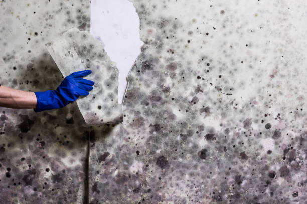 Best Fast Mold Removal  in Lexington, WA